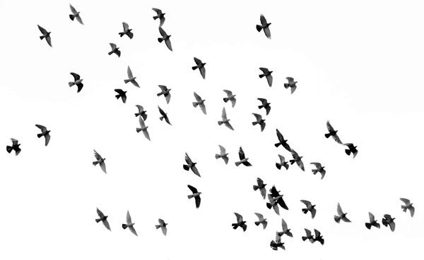 Quelles sont les meilleures destinations pour observer les migrations d'oiseaux en automne?